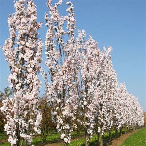 Prunus Amanogawa Japanese Flowering Cherry Ornamental Garden Tree