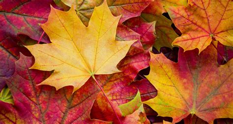 What Causes Leaves To Change Color Farmers Almanac