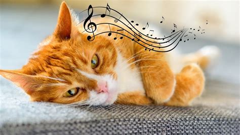 Relaxing Cat Music Music For Relaxation And Restful Sleep Youtube