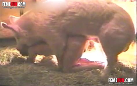 Dude Getting His Dripping Ass Fucked By A Pig In This Zoo Sex Flick