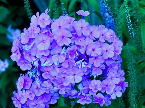 Cluster Of Purple Flowers Flowers