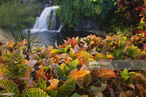 Usa Hawaii Maui Croton Plants With Waterfall In Background High Res