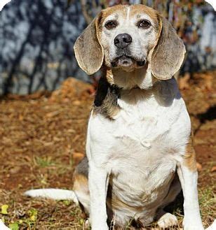 Favorite this post jun 13 registered beagle puppies $600 (midlothian) pic hide this posting restore restore this posting. Fairfax Station, VA - Beagle Mix. Meet Espirit, a dog for ...