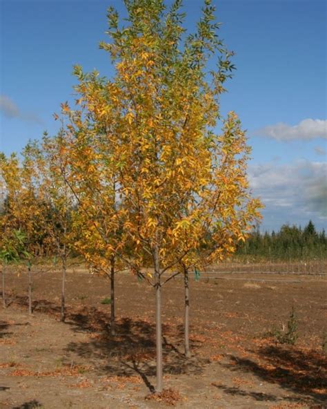 Central Canada Tree Species Vineland Soil Remediation