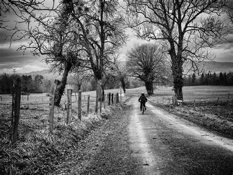 Fondos De Pantalla Luz De Sol Paisaje Bosque Monocromo Naturaleza