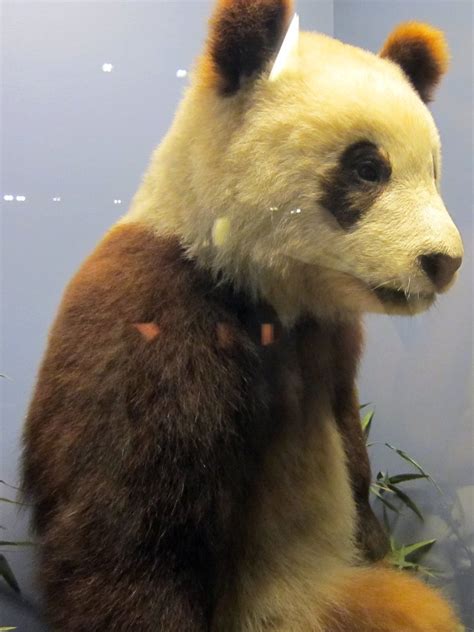 Field Museum Panda Taxidermy Of Su Lin At The Field Museu Flickr