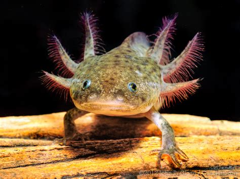 Animaux Tonnants Ambystoma Mexicanum Axolotl Mus Umdoc