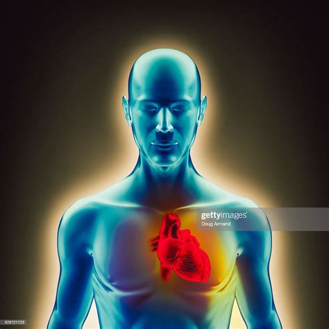Representing Human Heart Inside A Body High Res Vector Graphic Getty