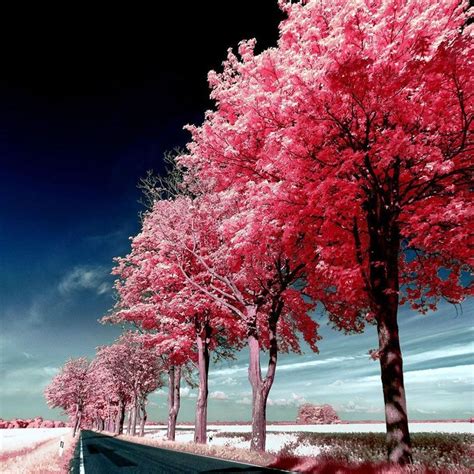 Roadside Pink Trees Ipad Air Wallpaper Ipad Air Wallpaper Iphone