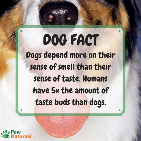 Pin By Paw Naturals On Cute Dogs Dog Facts Cute Dogs Dogs