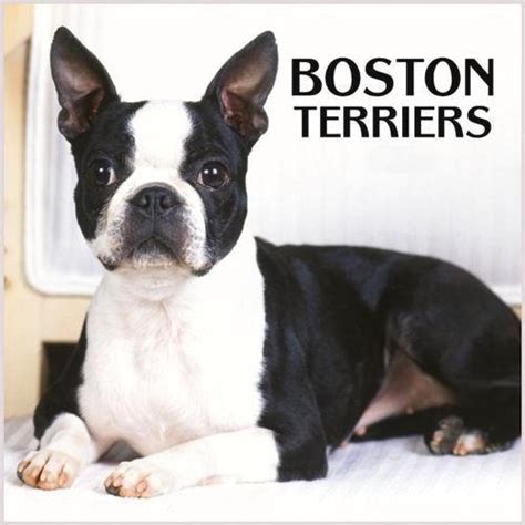 Boston Terrier Funny Puppy Free Animal Wallpapers