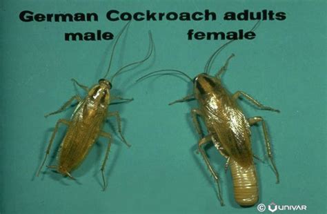 German Cockroach Reproduction Rates Bug Zapper Pest Control
