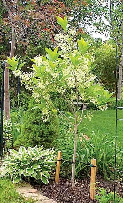 With Drooping Clusters Of Fragrant Flowers White Fringe