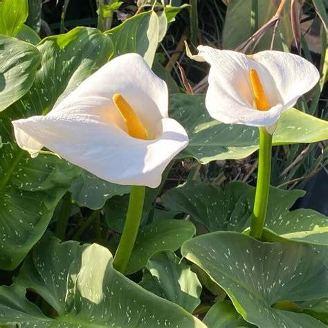 Zantedeschia Hercules