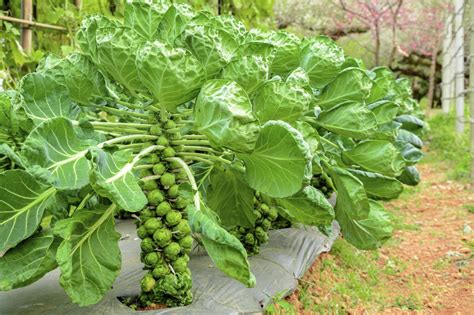 We did not find results for: Best Way To Prune Brussels Sprouts - Tips On How To Trim ...