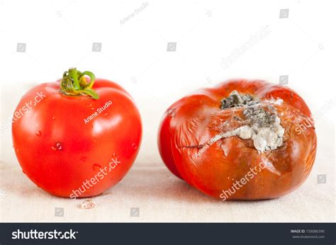 One Red Tomato Toxic Mold One Stock Photo 159086390 Shutterstock