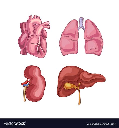 Human Organs Heart Liver Kidneys Lungs Royalty Free Vector