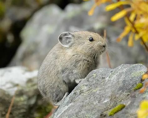 American Pika Facts Diet Habitat And Pictures On Animaliabio
