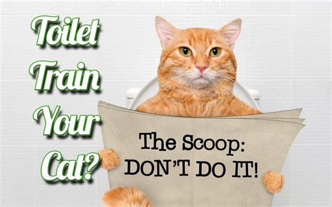 5 Reasons Why You Should Not Toilet Train Your Cat Feline Behavior