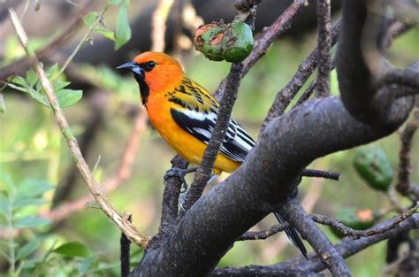 Birds With Orange Chests Picture And Id Guide Bird Advisors