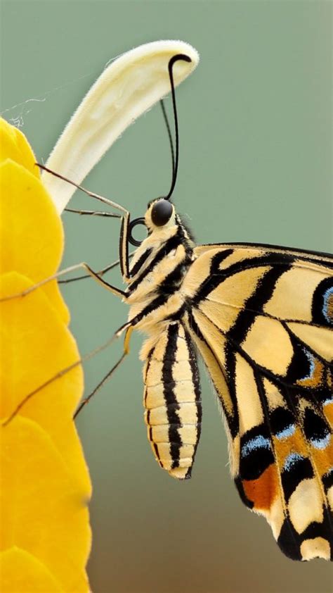 Yellow Butterfly Wallpaper Background Hd Wallpaper