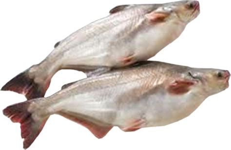 Destination, charter, or captain name: Pangasius / Cream Dory Fish products,Philippines Pangasius ...