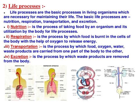 Life Processesppt