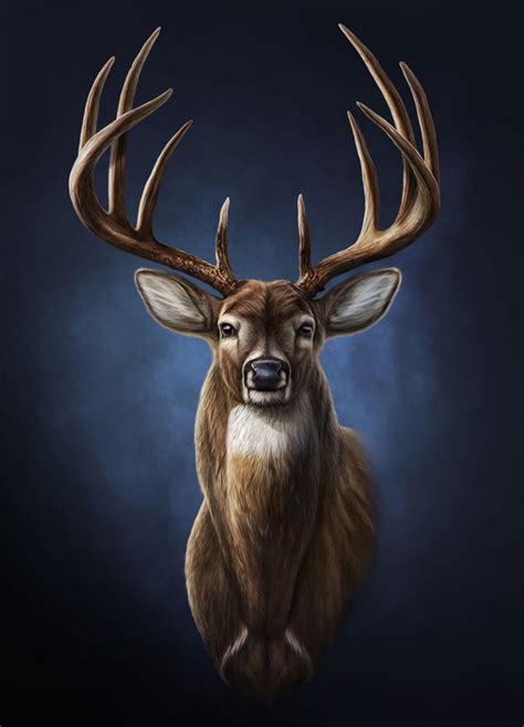 Whitetail Deer Illustration Joel Jensen Art