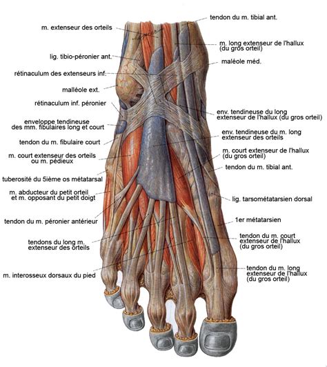 Épinglé par Luyyy sur Chiropractic Muscle du pied Anatomie du corps