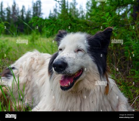 The White Dog Laika Lies On The Green Grass In The Spruce Forest With