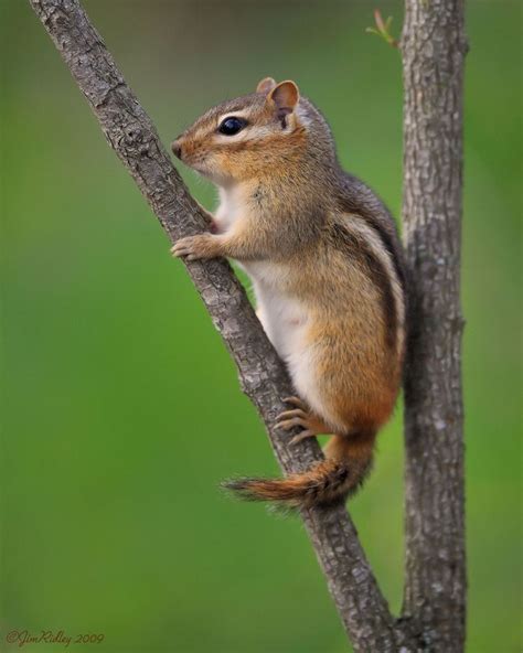 138 Best Images About Squirrels Chipmunks And Other Small