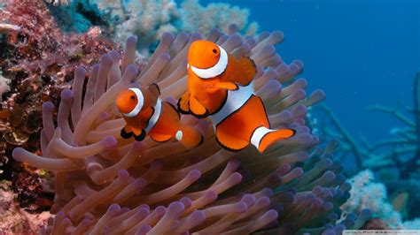 Free Download And Sea Anemone Wallpaper 1920x1080 Clownfish And Sea