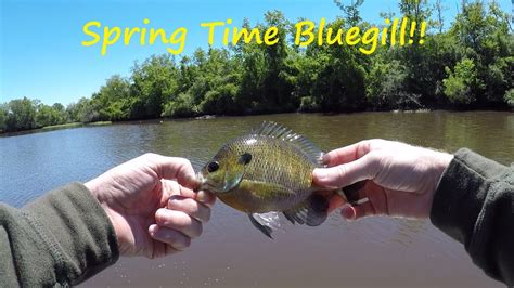 Fishing For Spawning Bluegill Pan Fishing For Bluegills Spring 2019