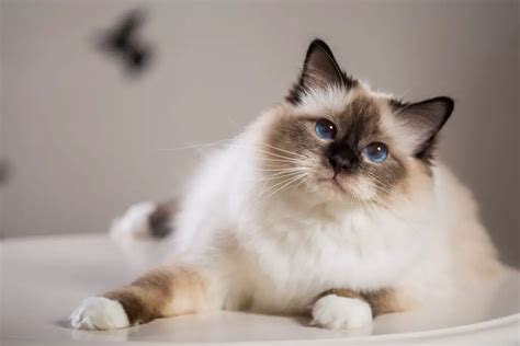 Balinese Cat Appearance Character Care Breeding