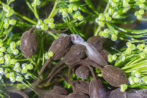 Common Frog Tadpoles Stock Image C0500289 Science Photo Library