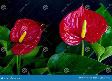 Flowering Plantred Anthurium Also Known As The Flamingo Flower Stock
