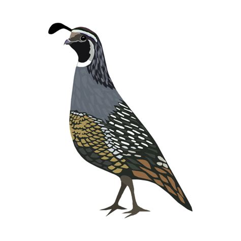 California Quail Drawing Free Download On Clipartmag