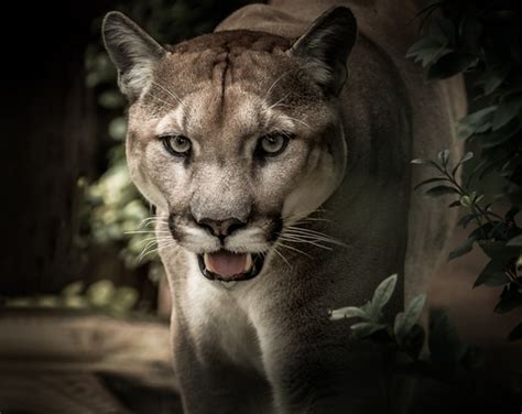 Cougar Close Up Stock Photo Free Download