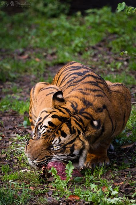 Eating A Pic From Carlos The Male Sumatran Tiger Eating Flickr