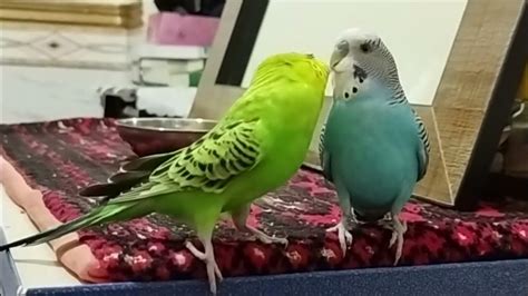 Budgie Soundbudgie Talking،budgie At Home Youtube