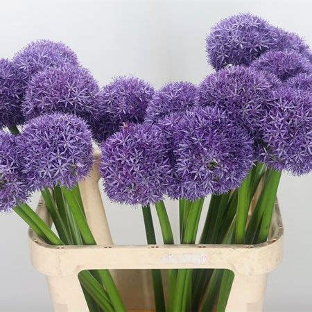 ALLIUM GLOBEMASTER 85cm Wholesale Dutch Flowers Florist Supplies UK