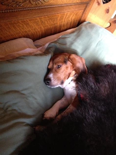 Cozy Beagle Perros