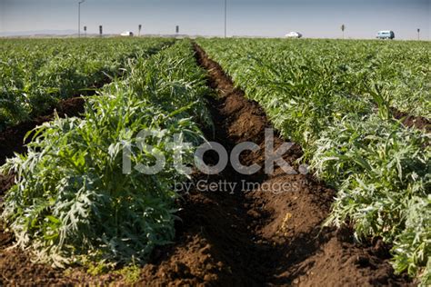 Crops Grow On Fertile Farm Land Stock Photos