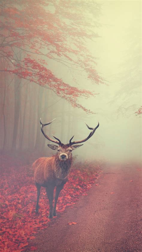 Download Wallpaper Beautiful Stag In The Autumn Landscape 750x1334