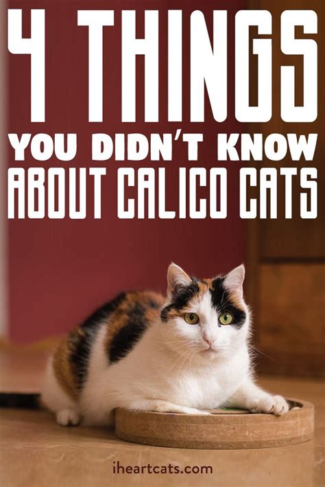 4 Things You Didnt Know About Calico Cats Calico Cat Cat Training Cats