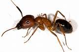 Ants Movie Termites Photos