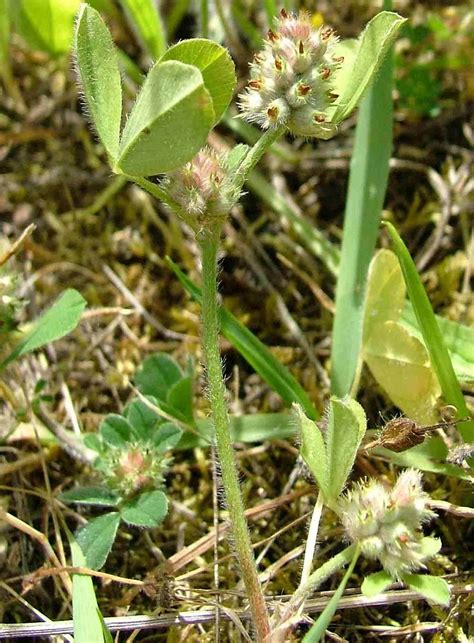 https://gobotany.newenglandwild.org/species/trifolium/striatum/