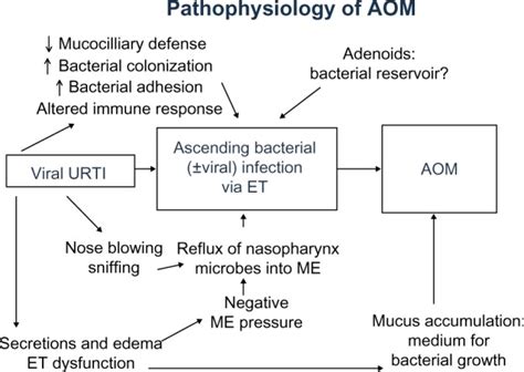 Pathophysiology Of Aom Abbreviations Aom Acute Otitis Media Et The