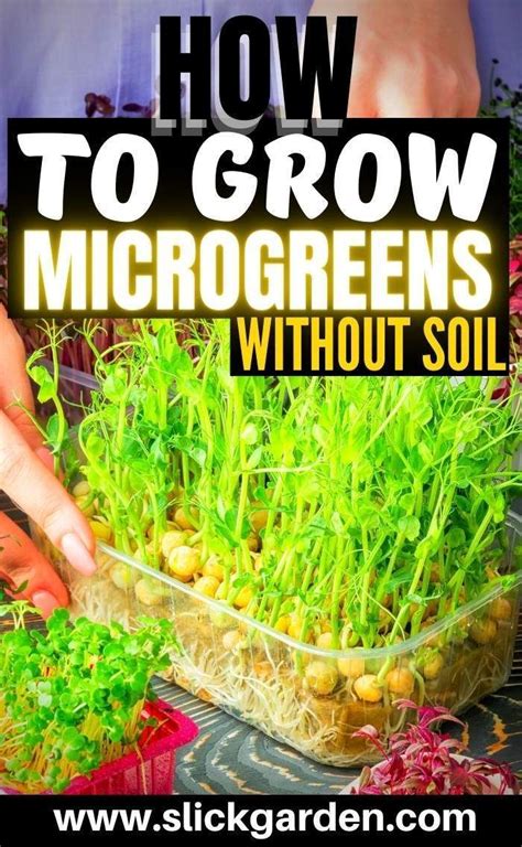How To Grow Microgreens Indoor In 2020 Growing Microgreens