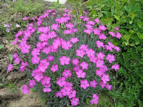 Those growing in zone 6 might tolerate colder or hotter zones as well. Pin on Perennial Flowers